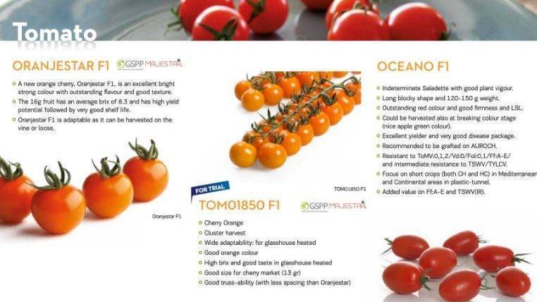 Sakata-tomate-Cherry|Syngenta-Ivorino|portainjerto-melón-2|Sakata-RoyalStar